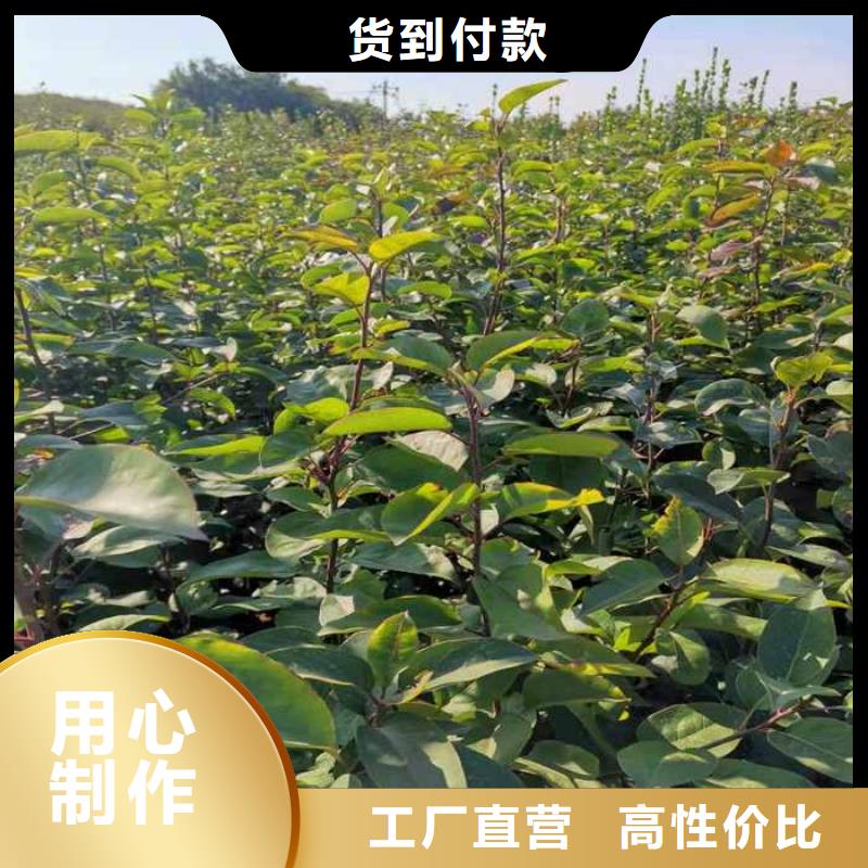 秋月梨种植苗价格专业的生产厂家