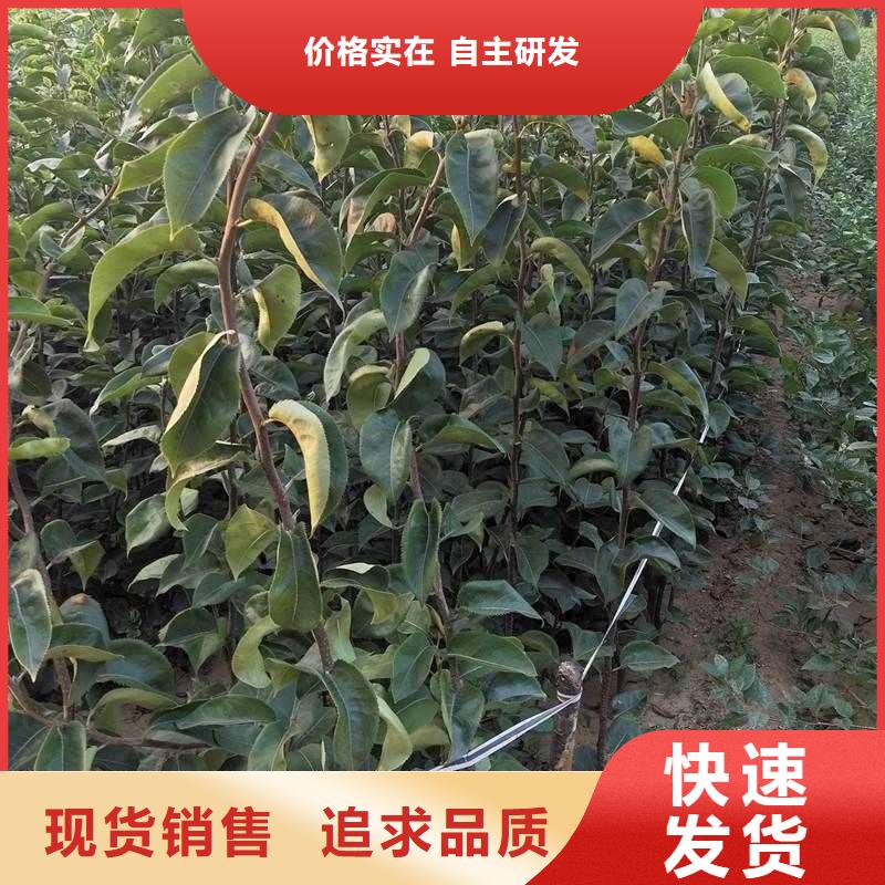 秋月梨苗种植时间工艺层层把关