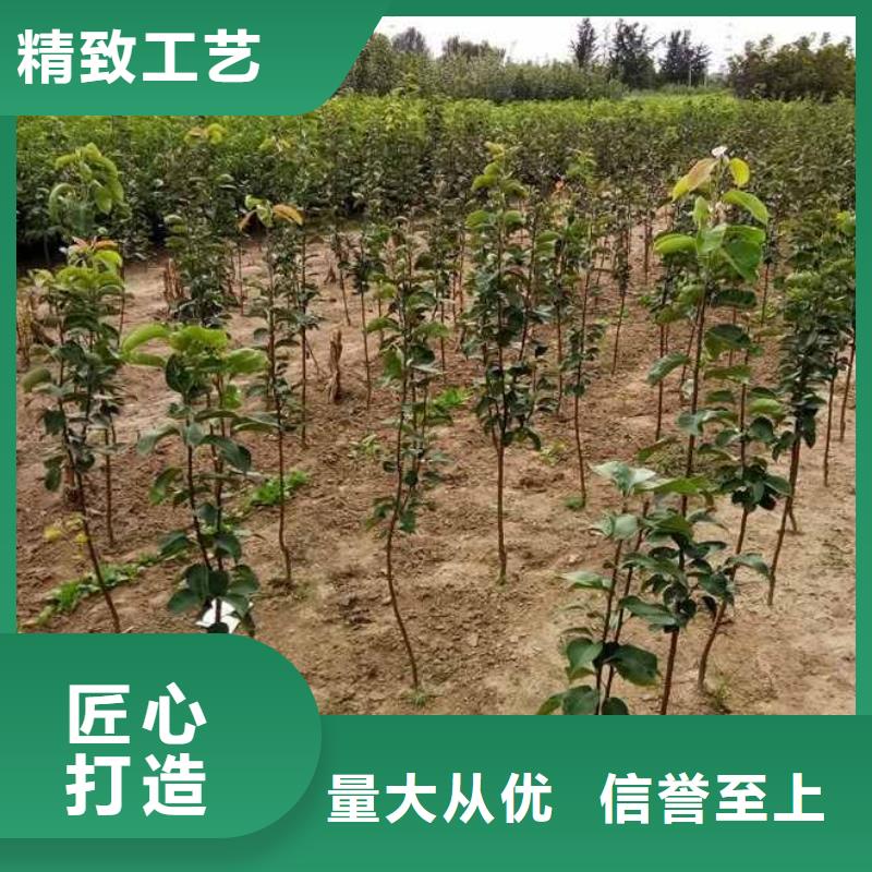 秋月梨种植苗厂家品牌大厂家