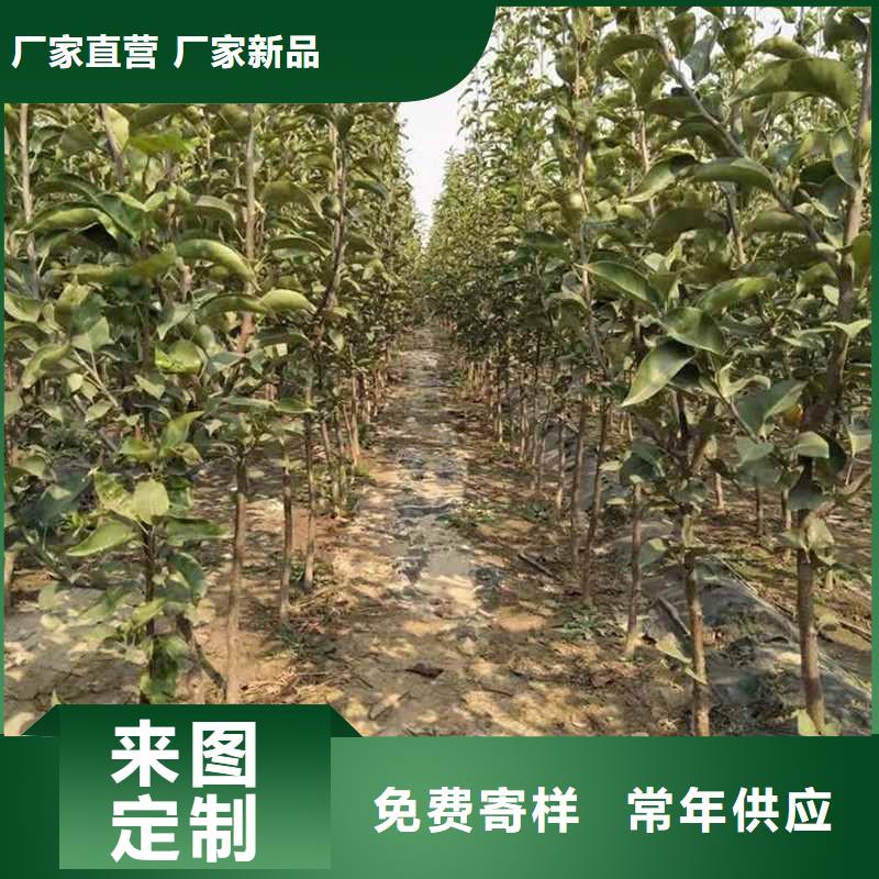 秋月梨种植苗怎么卖多年实力厂家