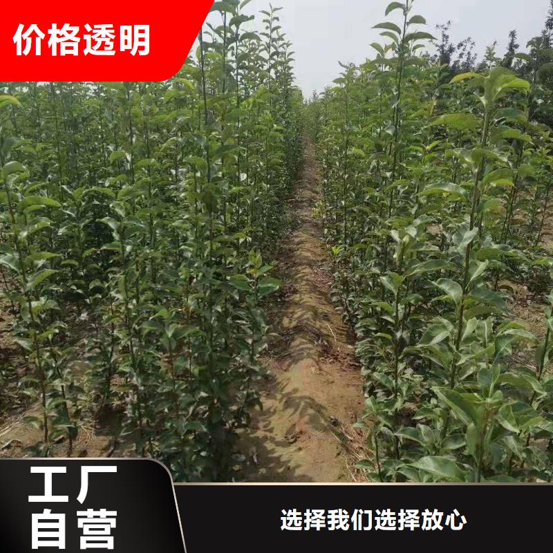 秋月梨种植苗多少钱一棵源头厂家