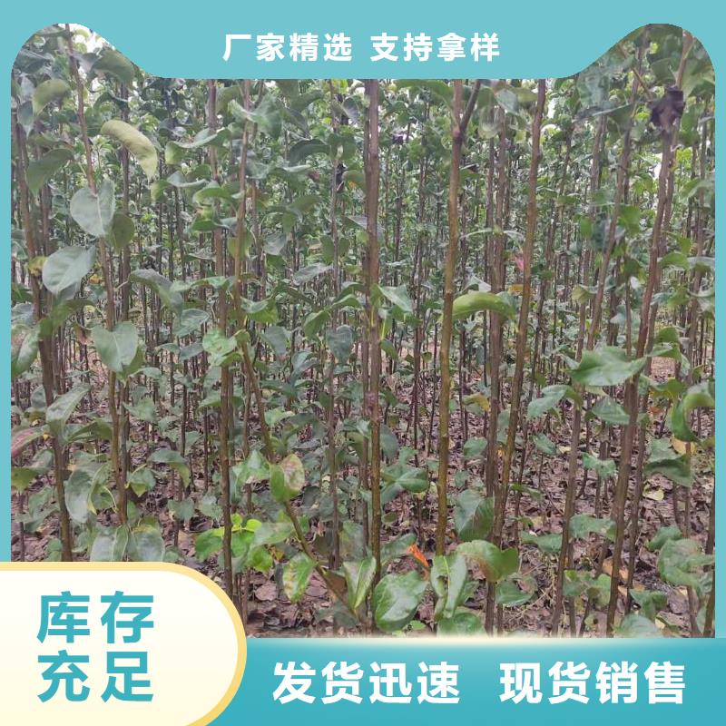 秋月梨树苗一亩地种植利润用品质赢得客户信赖