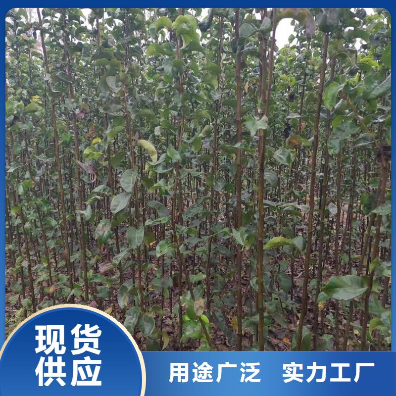 秋月梨种植苗质优价廉工厂直营