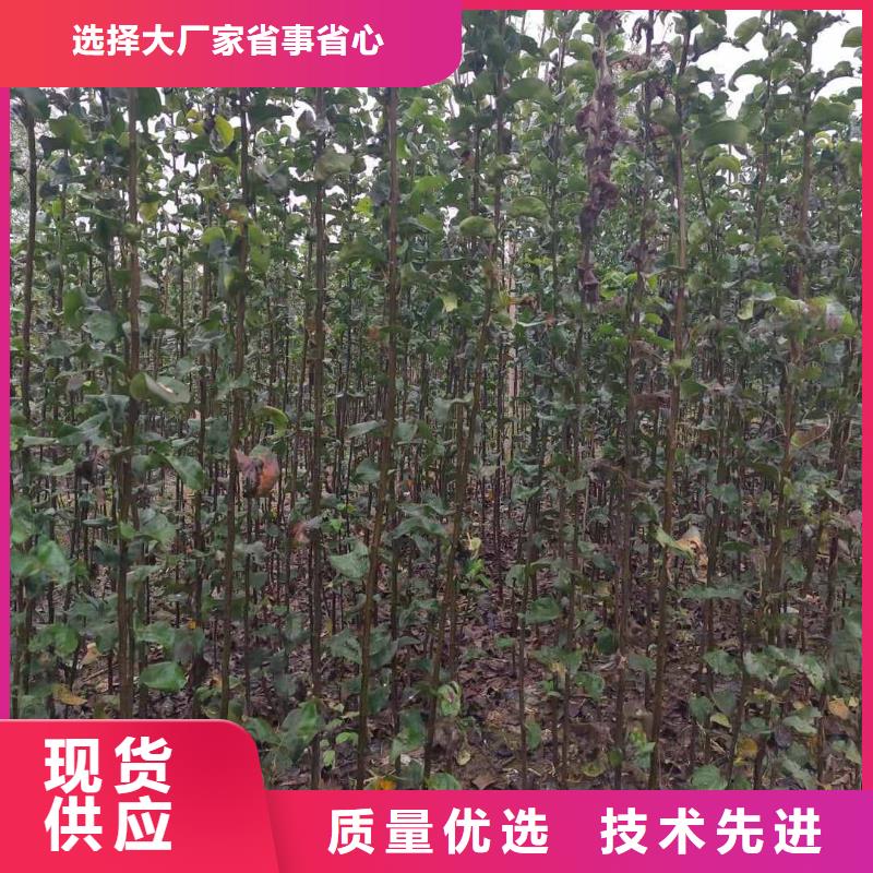 秋月梨树苗种植基地匠心打造