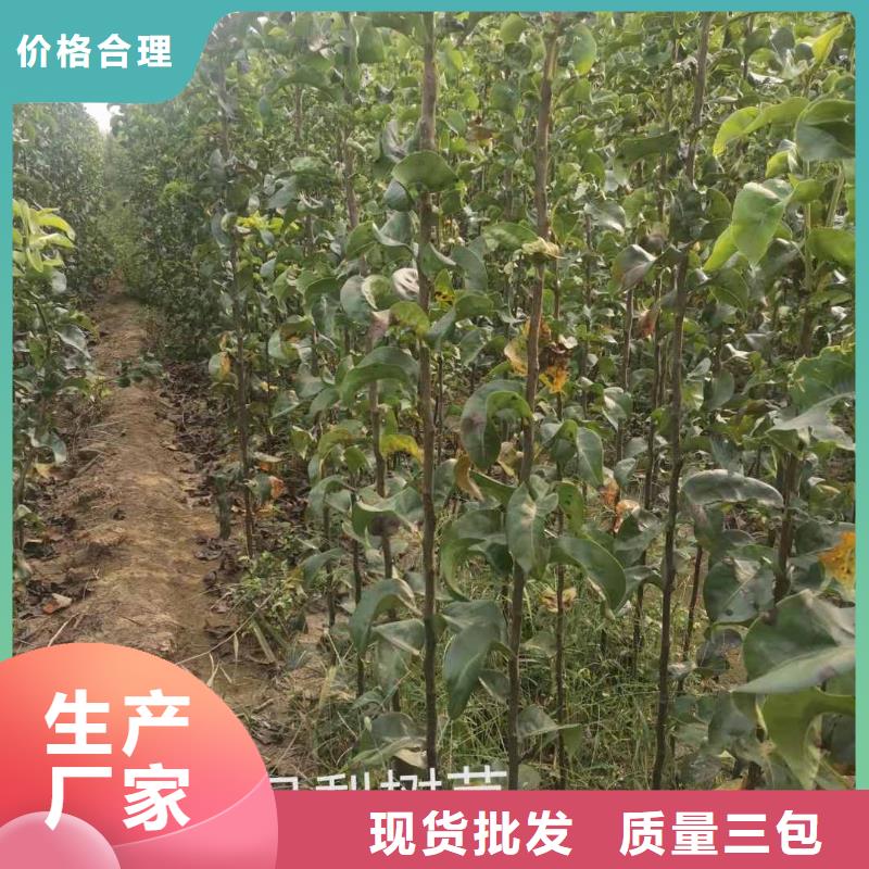 秋月梨种植苗多少钱一颗厂家直销售后完善