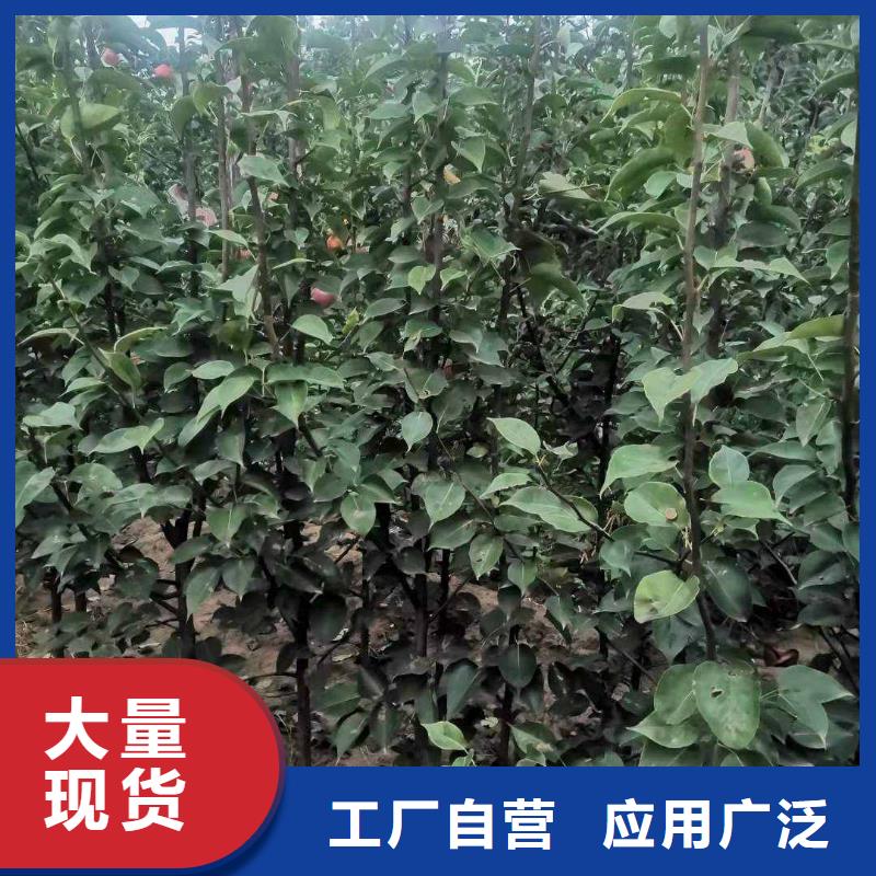 秋月梨种植苗一颗多少钱应用范围广泛