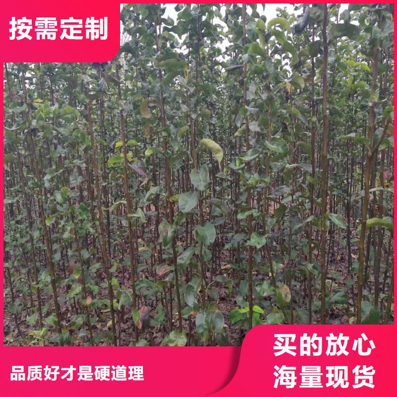 秋月梨种植苗亩产多少厂家直销售后完善