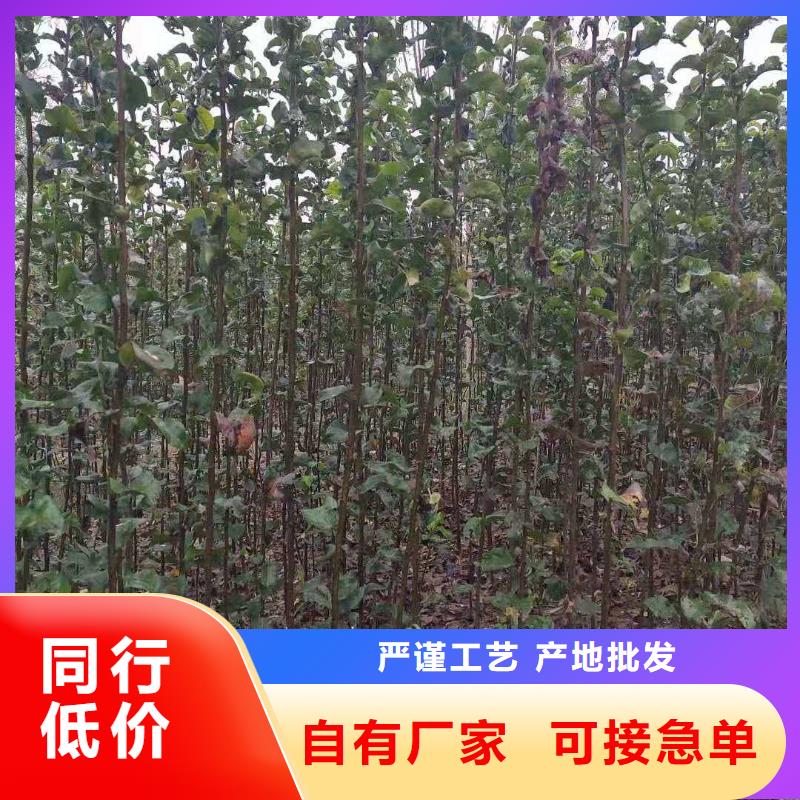 秋月梨种植苗种植方法及时间做工细致