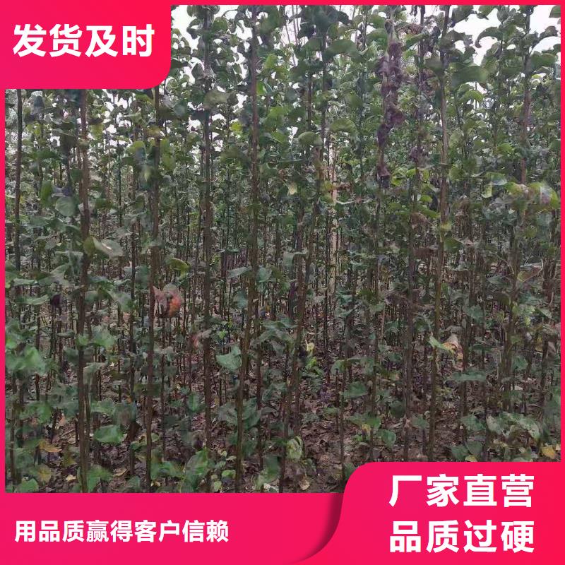 秋月梨种植苗多少钱一棵一致好评产品