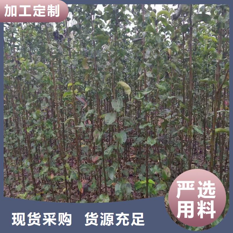 秋月梨苗厂家规格型号全