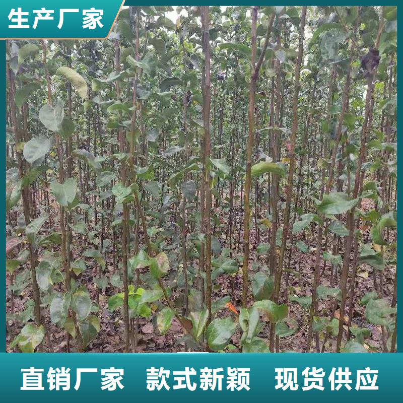 秋月梨种植苗零售批发您身边的厂家