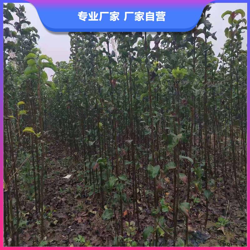 秋月梨种植苗种植技术采购无忧