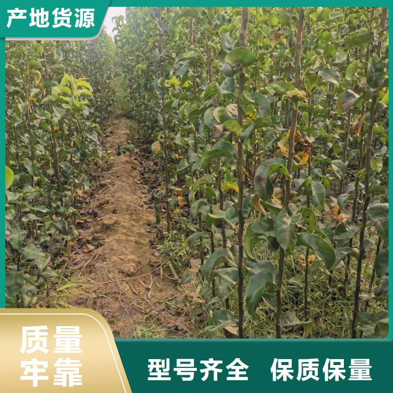 秋月梨树苗种植方法及时间同城公司