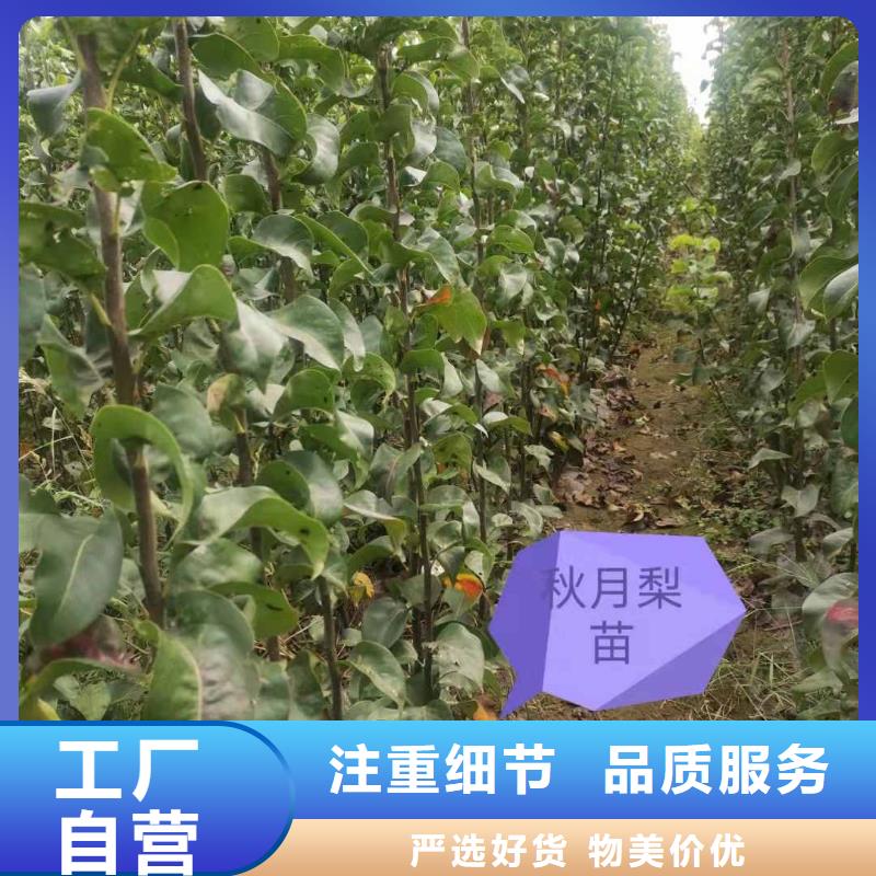 秋月梨树苗种植基地详细参数