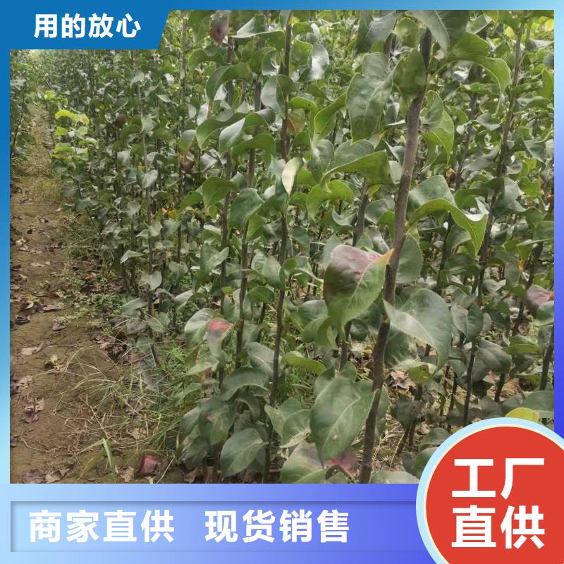 秋月梨苗种植方法附近公司