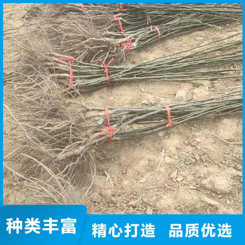 秋月梨种植苗产地诚信经营质量保证