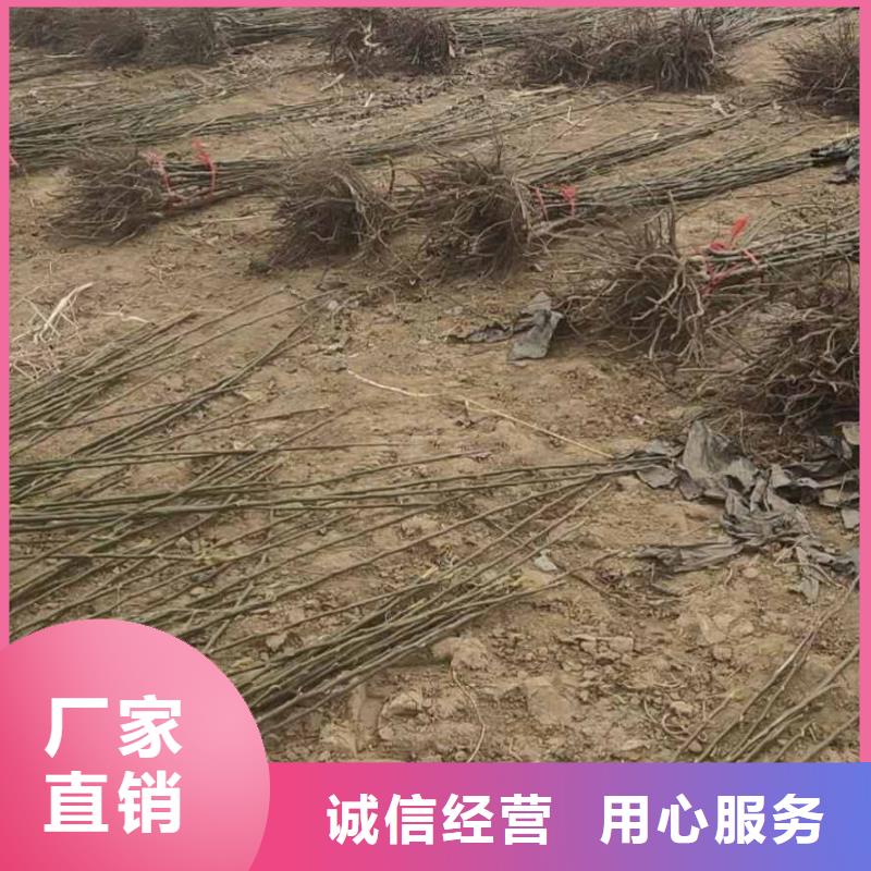 秋月梨苗基地图片附近制造商