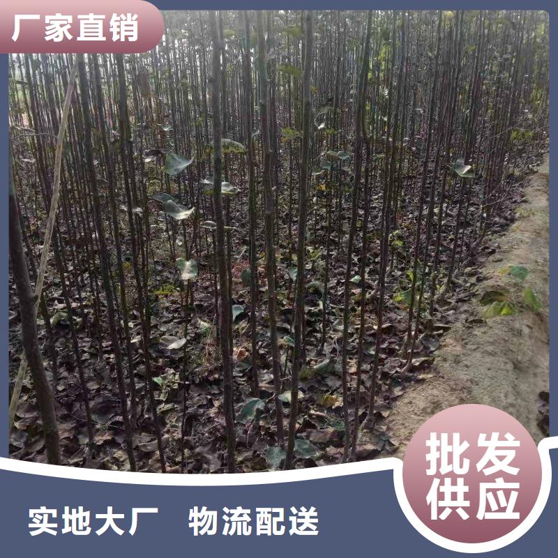 秋月梨种植苗批发价格厂家自营