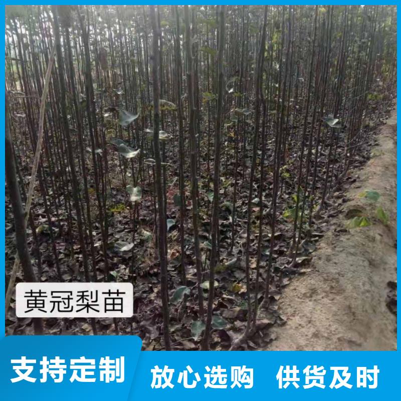 秋月梨树苗出售定制不额外收费