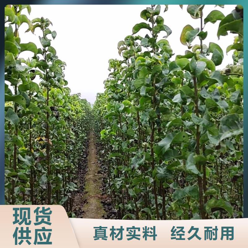 秋月梨种植苗专业合作社本地生产商