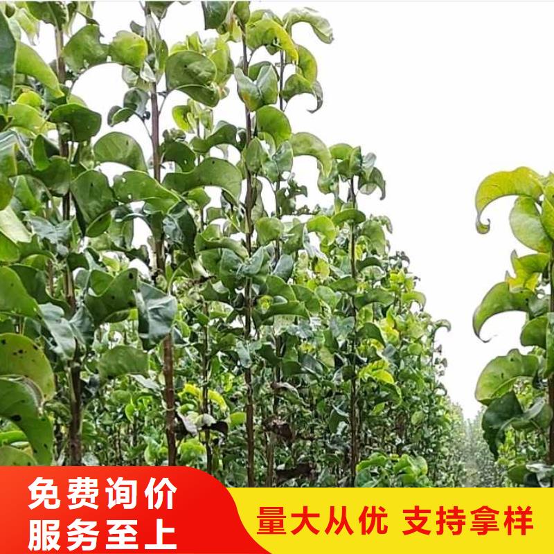 秋月梨种植苗合作社免费获取报价