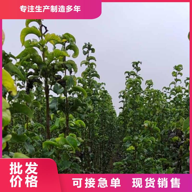 秋月梨种植苗质优价廉当地公司