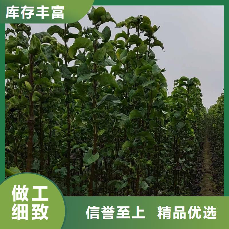 秋月梨树苗种植基地现货齐全售后无忧