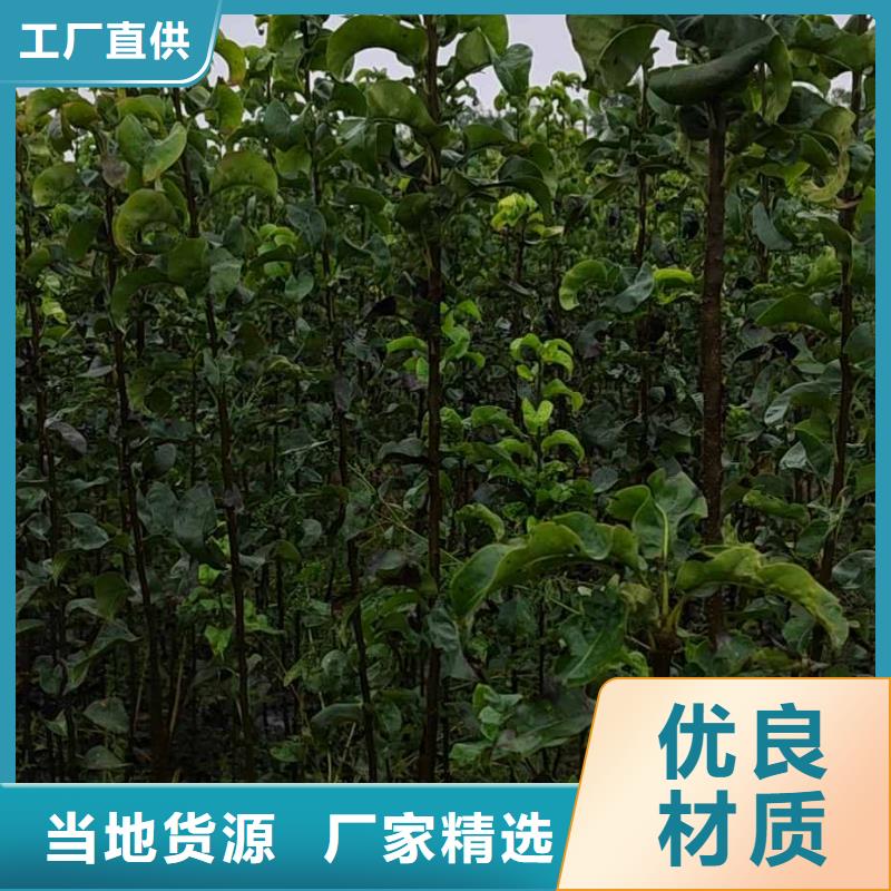 秋月梨种植苗种植技术严格把控质量