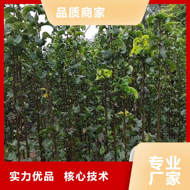 秋月梨种植苗零售批发按需定做