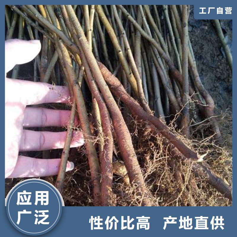 杜梨小苗种植方法当地供应商