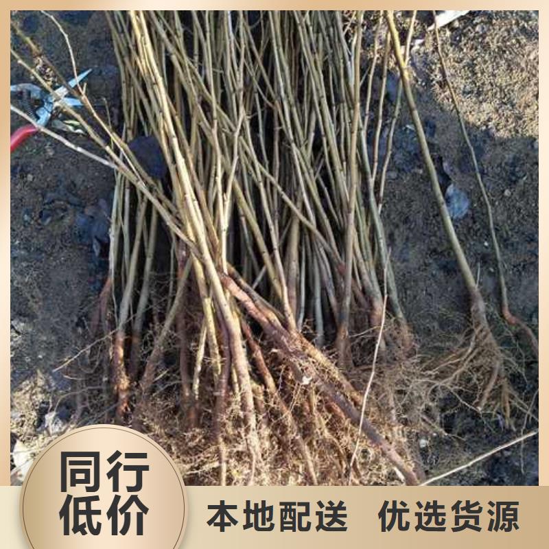 杜梨小苗一亩地种植利润产地货源