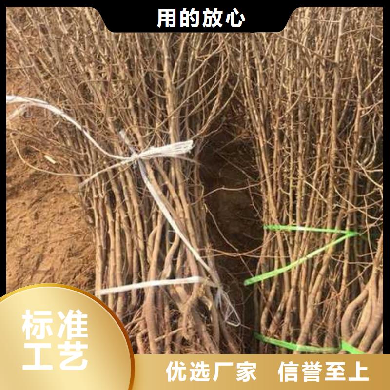 杜梨小苗一亩地种植利润当地货源