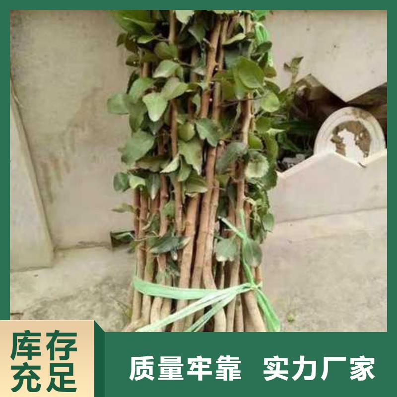 ​杜梨苗种植基地为品质而生产