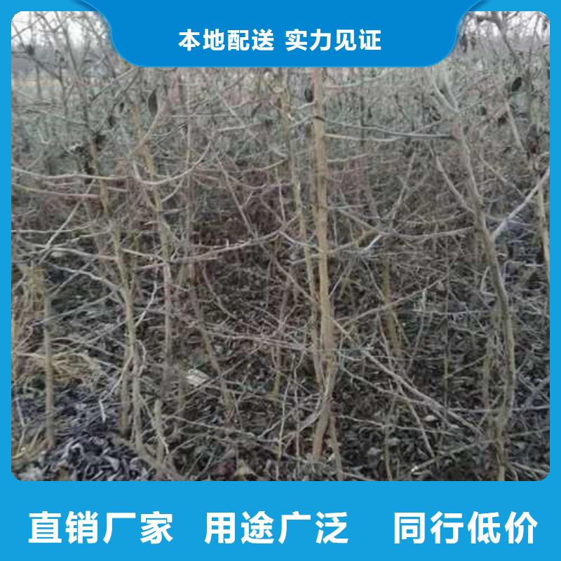 杜梨小苗批发基地价格公道合理