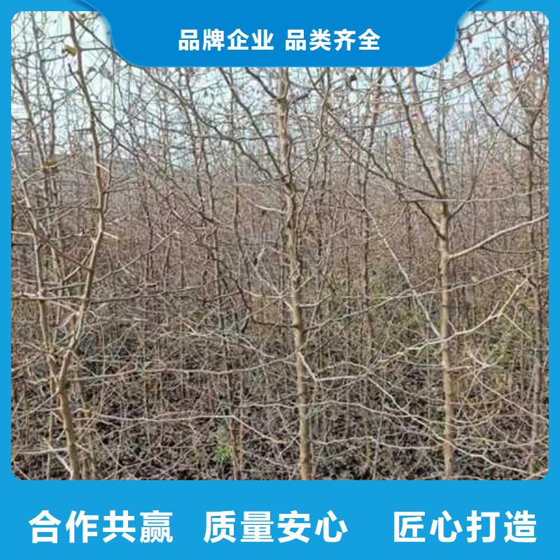 杜梨树苗品种介绍实力大厂家