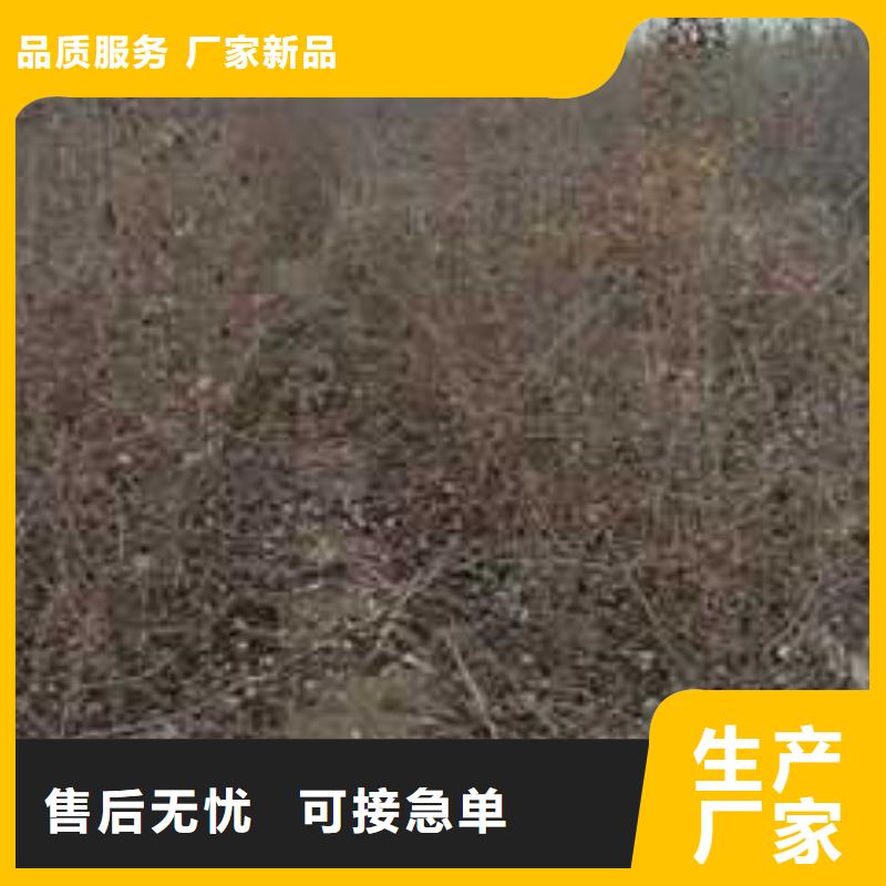 杜梨小苗种植基地当地生产商