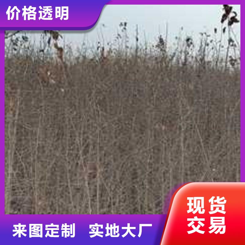 杜梨树苗一亩地种植利润当地货源