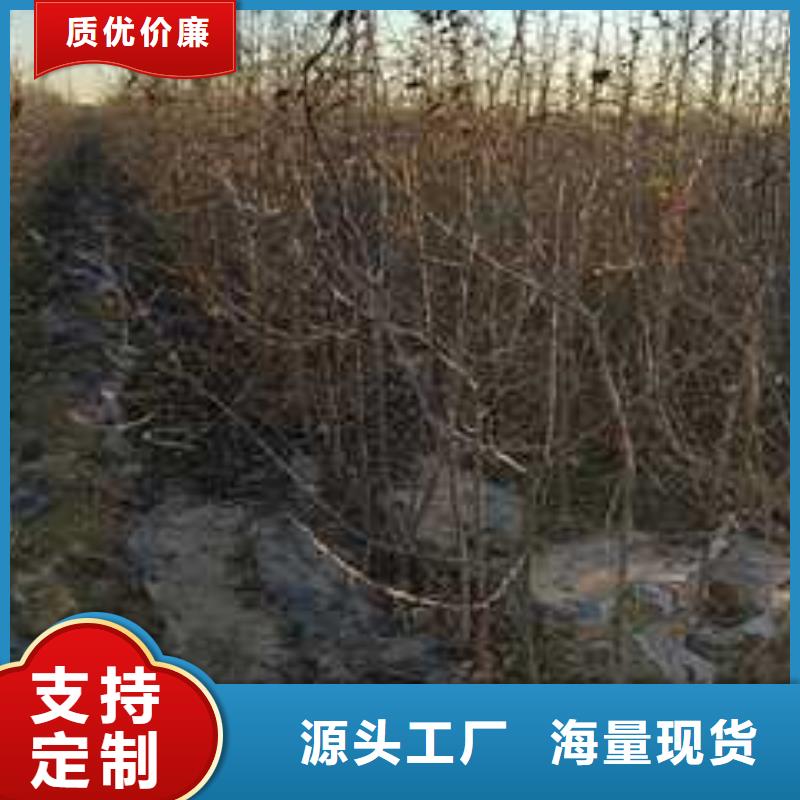 杜梨苗批发基地质优价廉