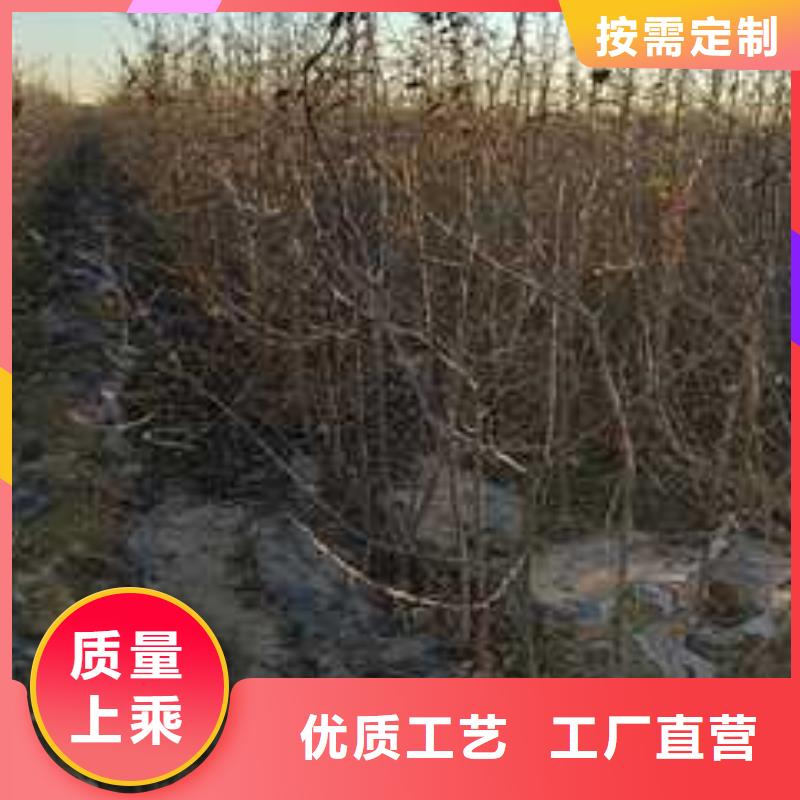 杜梨苗种植技术品质保证