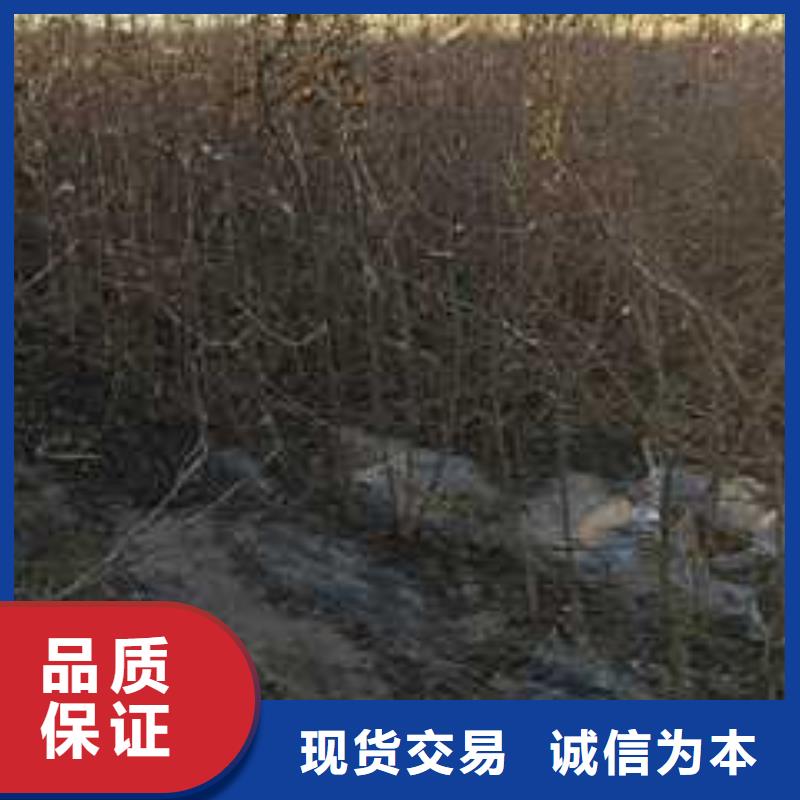 杜梨苗什么品种好当地生产厂家