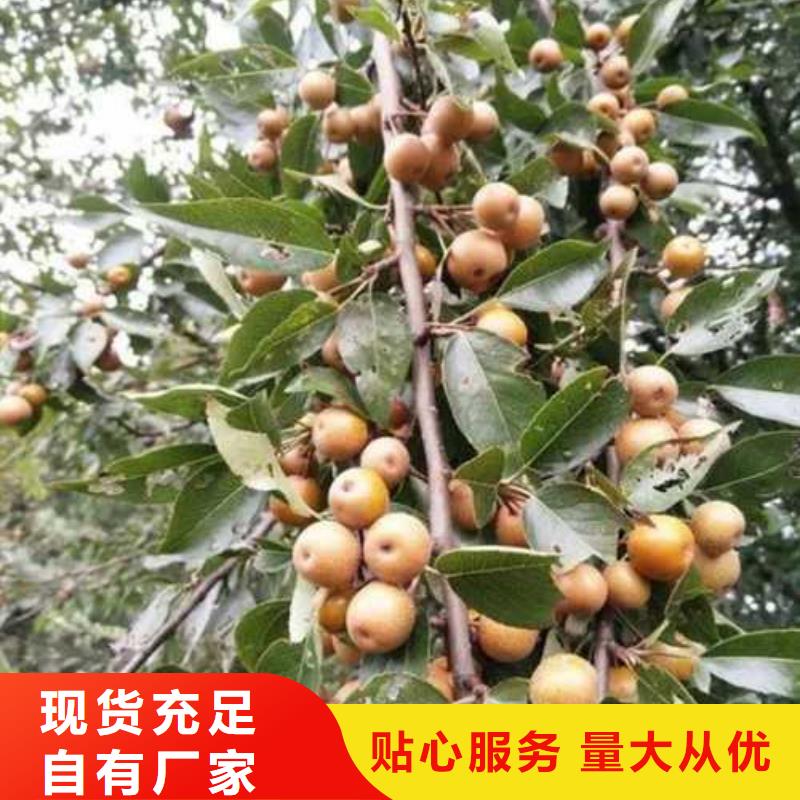 杜梨树苗种植基地好品质选我们