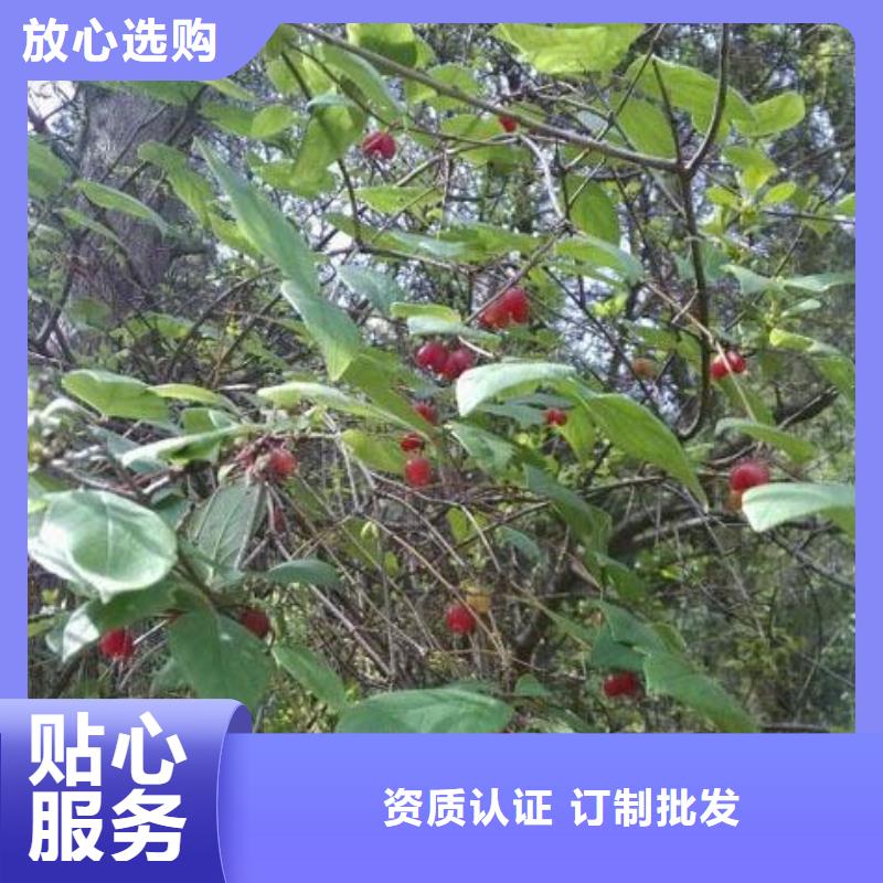 杈杷果树苗种植基地附近供应商