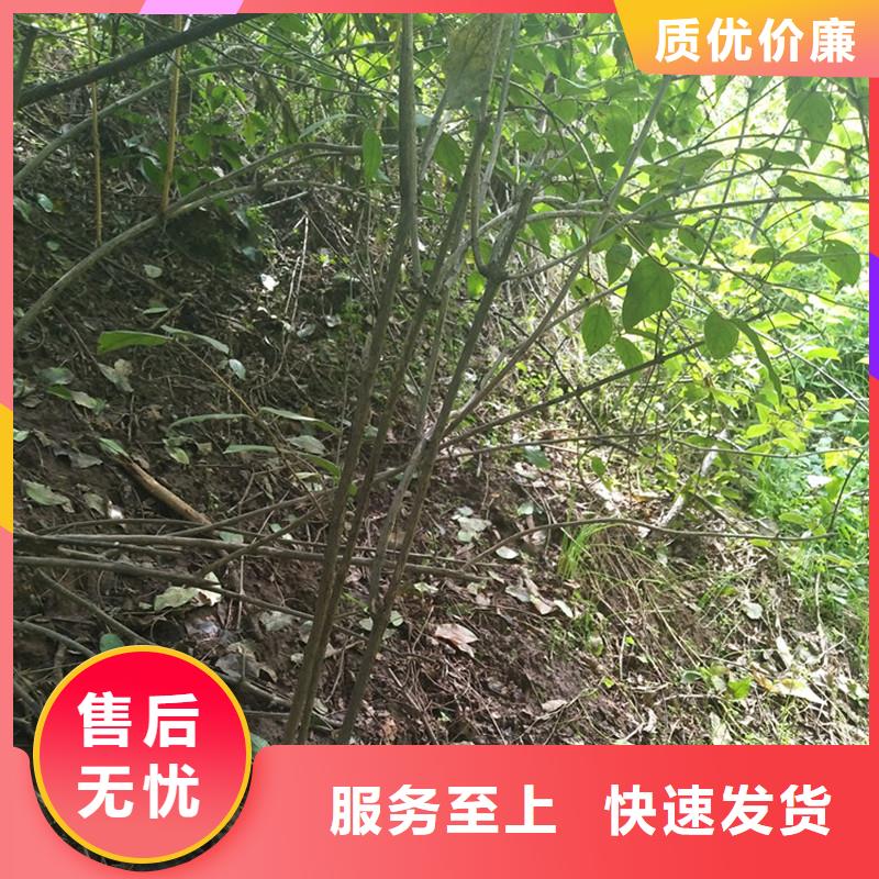 杈杷果树苗基地直销技术先进