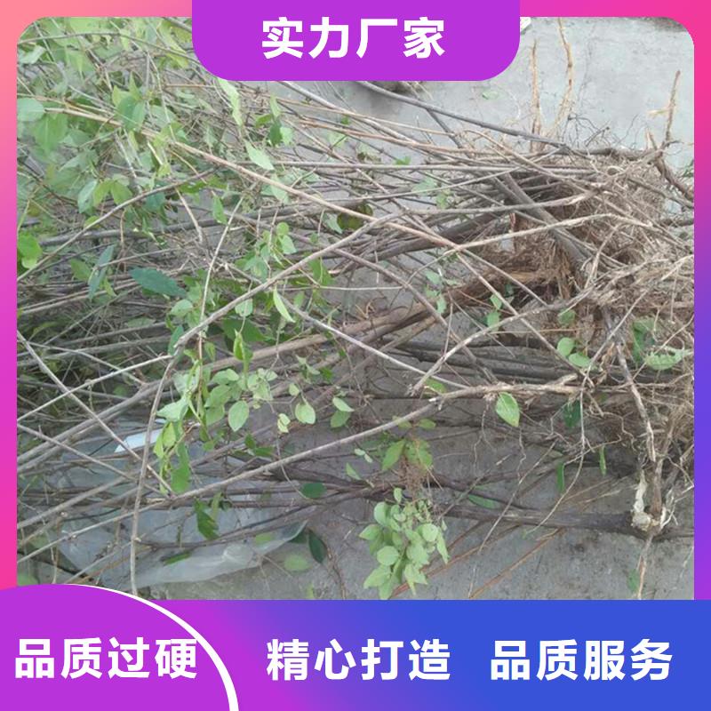 健身果苗种植基地本地经销商