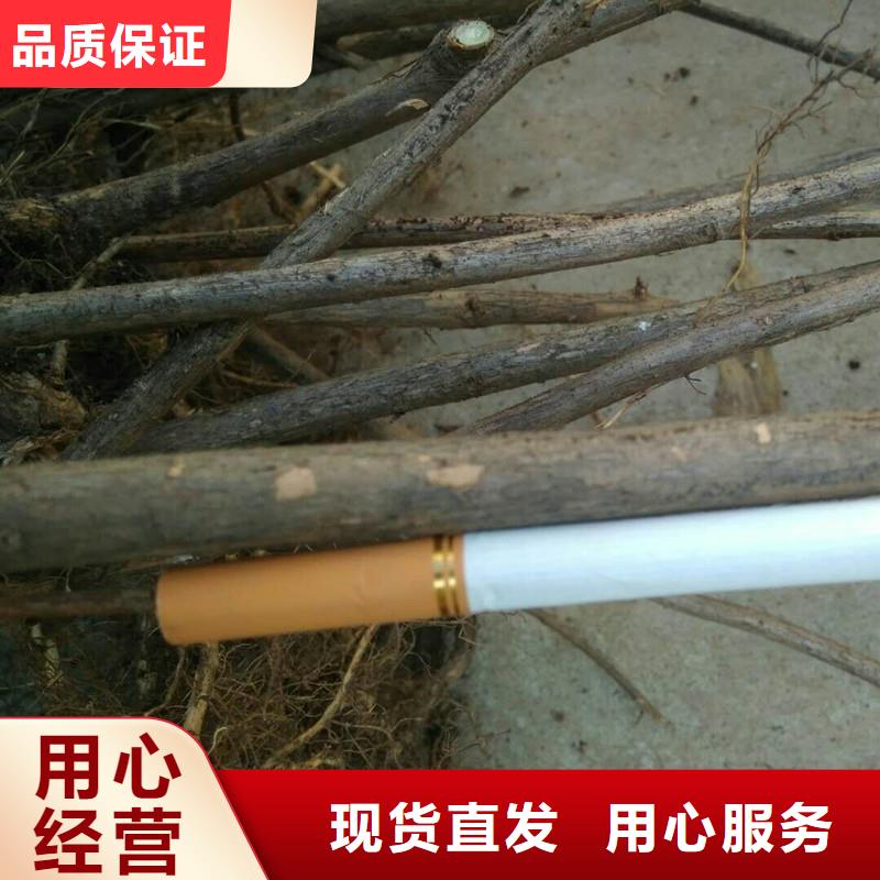 鸳鸯果苗多少钱一棵每个细节都严格把关