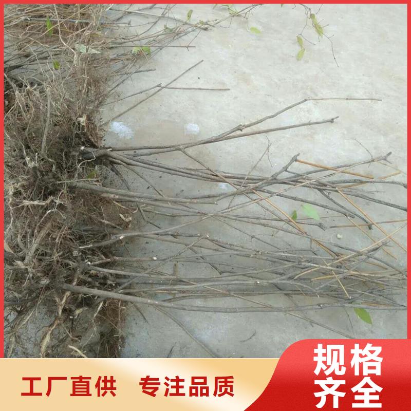 相思果苗种植管理技术真正让利给买家