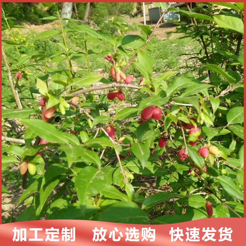 杈杷果适合哪里种植规格齐全