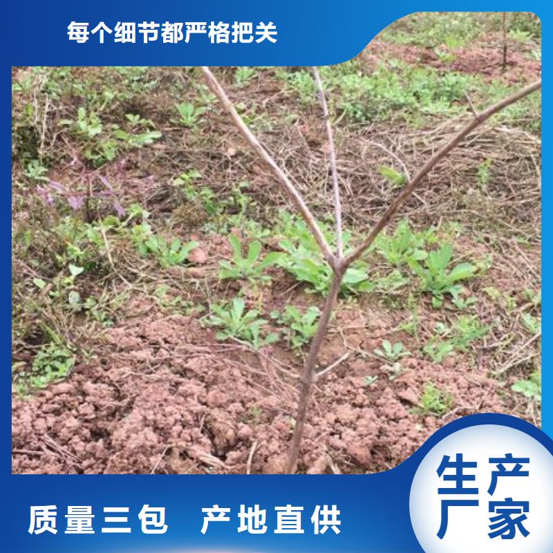 杈杷果苗种植技术工艺精细质保长久