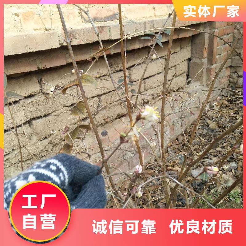 相思果苗适合种植地区畅销本地