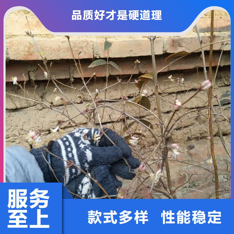 相思果苗一亩地多少棵品质优选